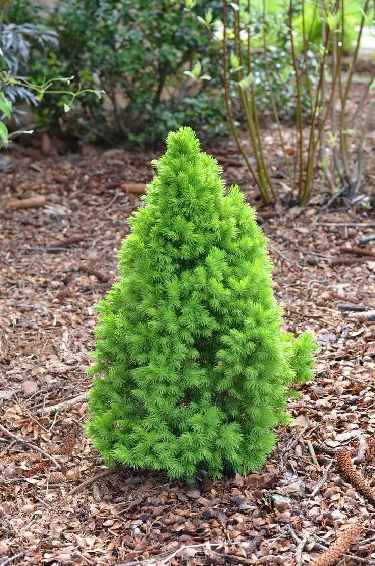 Dwarf Alberta Spruce (Picea glauca ‘Conica’)