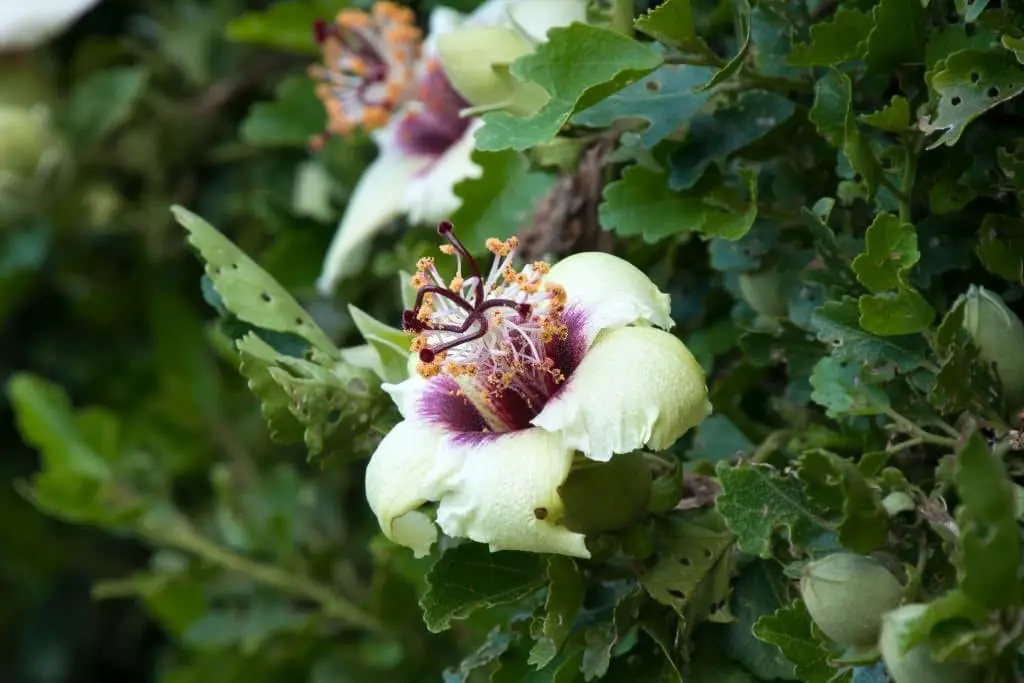 Hibiscus insularis (the Phillip Island hibiscus)