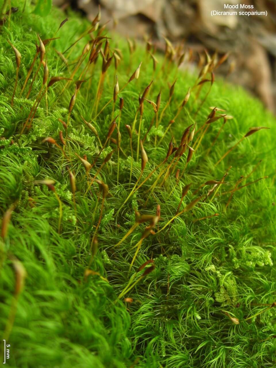 Mood Moss (Dicranum scoparium)