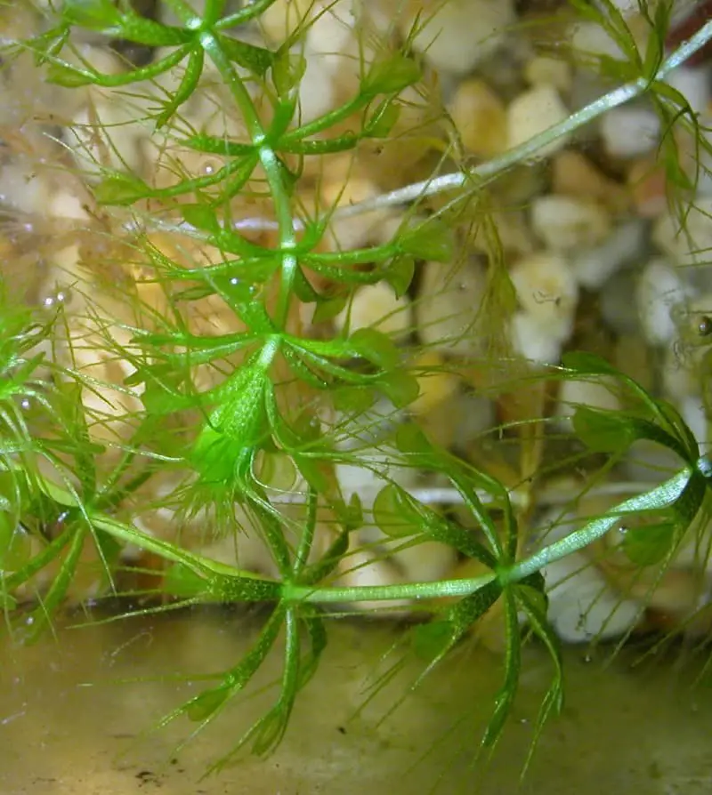 Waterwheel plant (Aldrovanda vesiculosa).