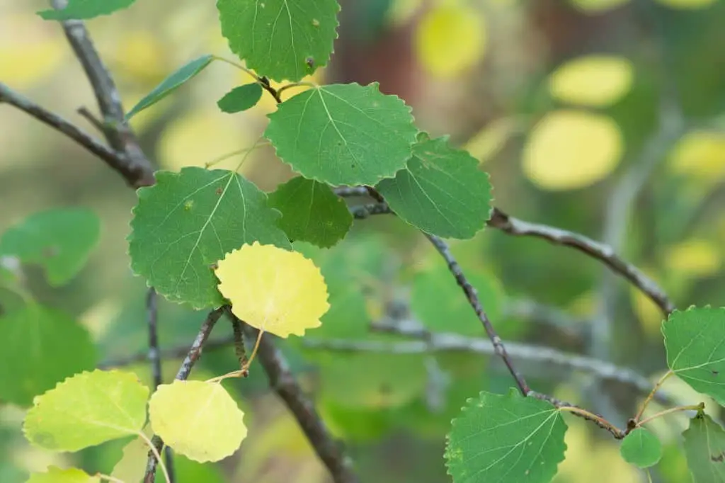 European Aspen (Populus tremula).