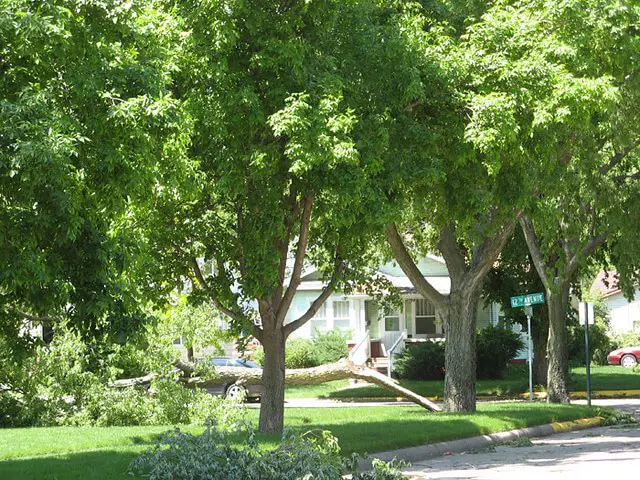 Hardwood trees