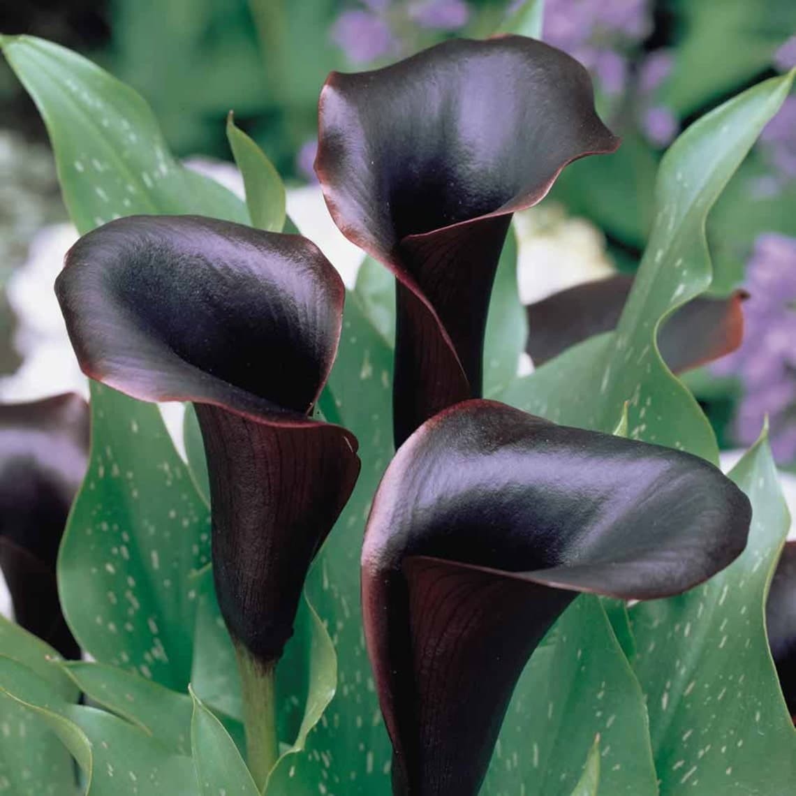 Calla Lily ‘Black Star’.