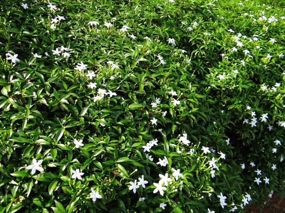 Dwarf Jasmine (Jasminum Parkeri)