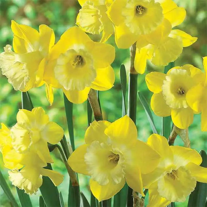 Heirloom Narcissus Species