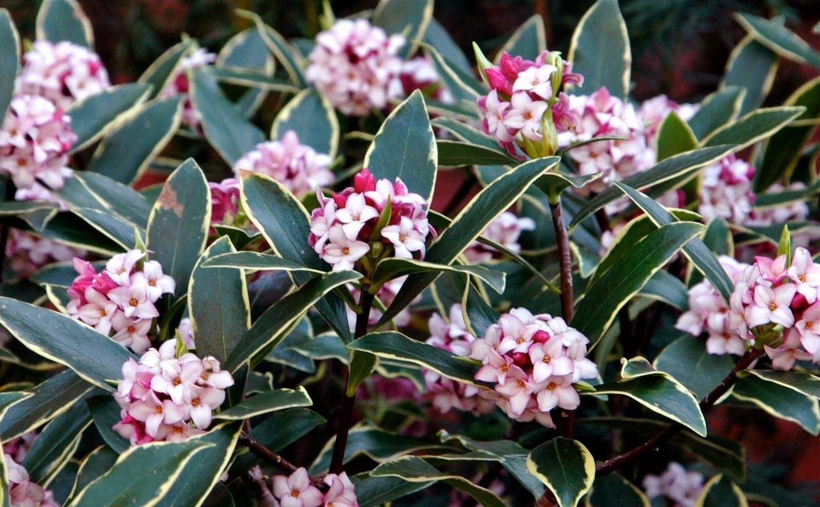 Daphne odora ‘Aureomarginata’ – Variegated Winter Daphne