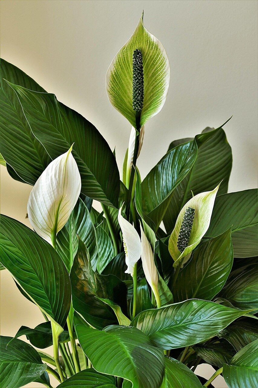 The beautiful Peace Lily (Spathiphyllum)