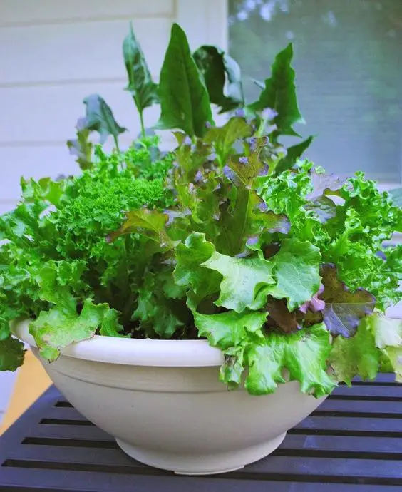 #9. Salad bowl garden