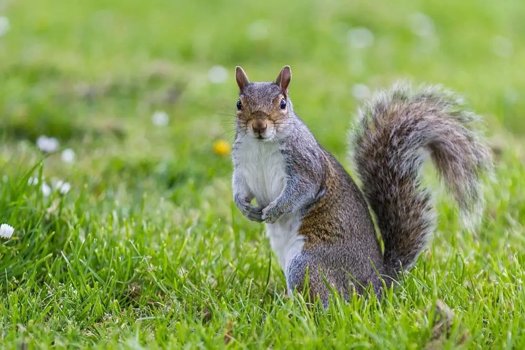 Squirrel (Sciuridae)