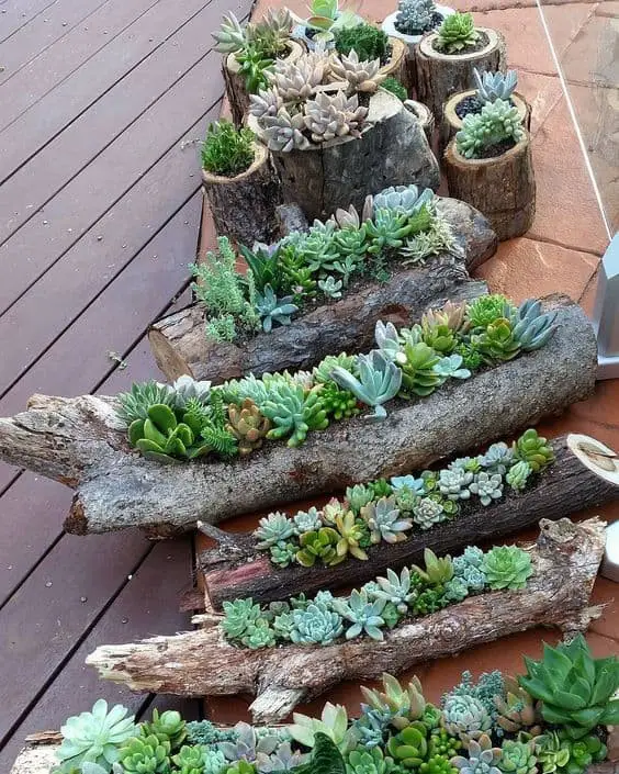 Succulent Gardens in Wood