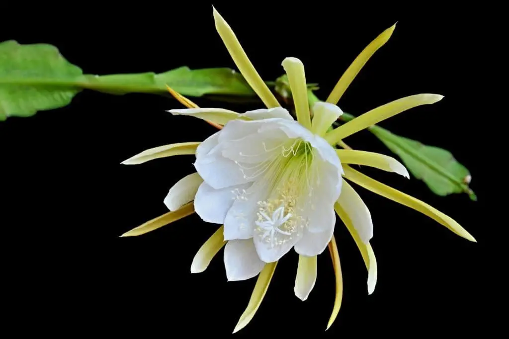 Queen of the night (Epiphyllum oxypetalum)