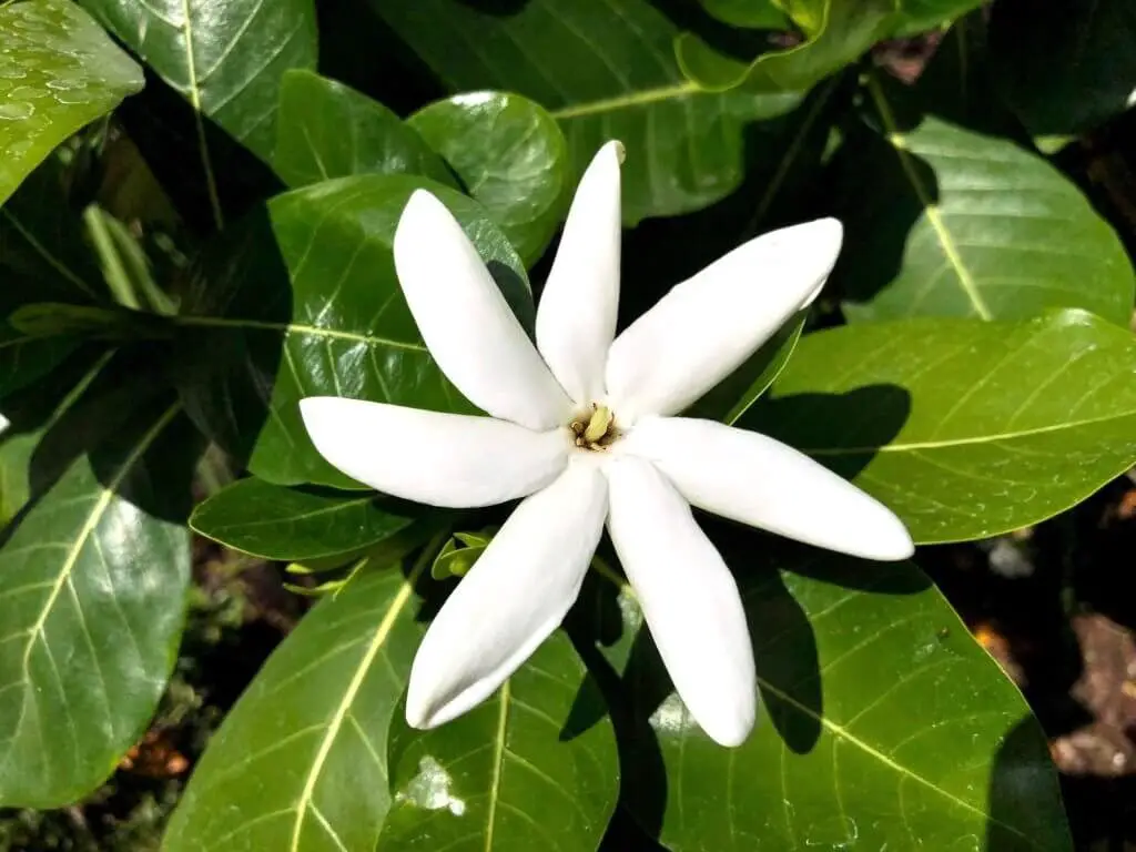 Gardenia taitensis (Tahitian gardenia)