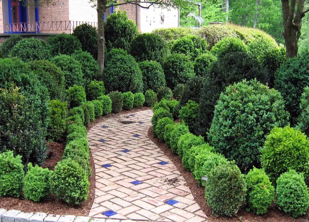 Hedges and Shrubs