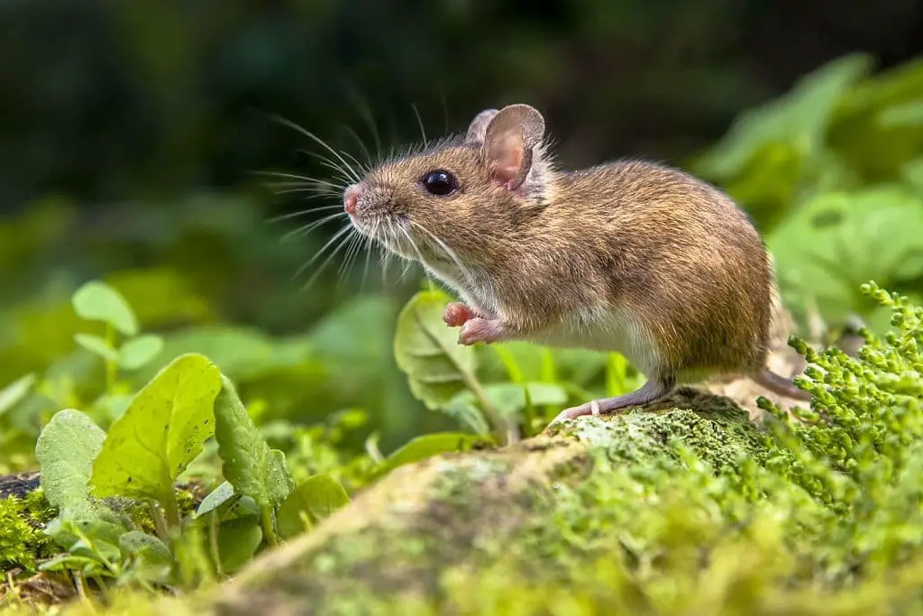 Apodemus (wood mouse)