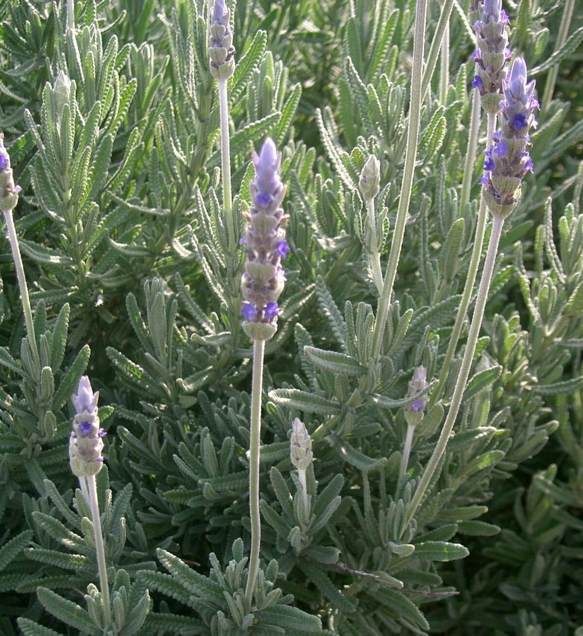 French Lavender (Lavandula Dentata)