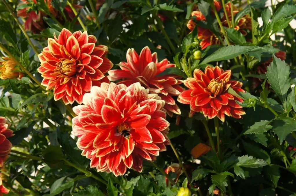 Dahlia ‘Caballero’.