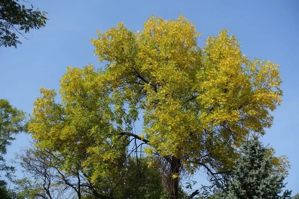 Green Ash (Fraxinus pennsylvanica).