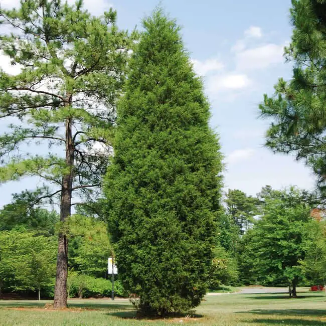 Brodie Eastern Red Cedar (Juniperus virginiana ‘Brodie’)