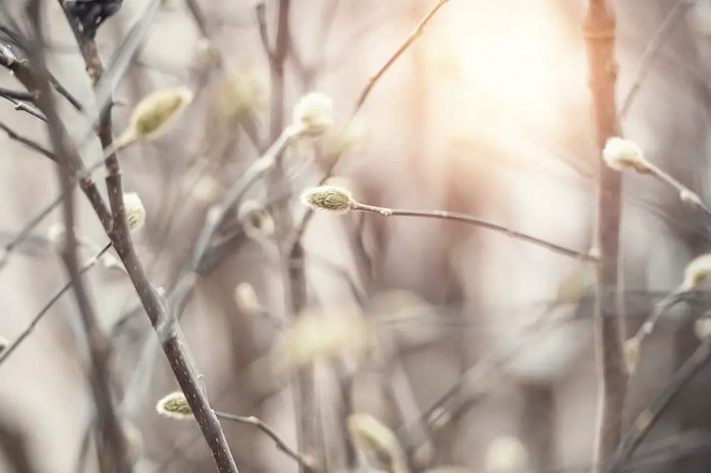 Willow trees symbolism