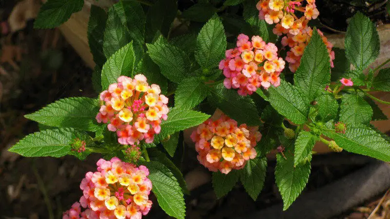 Cultivars of Lantana