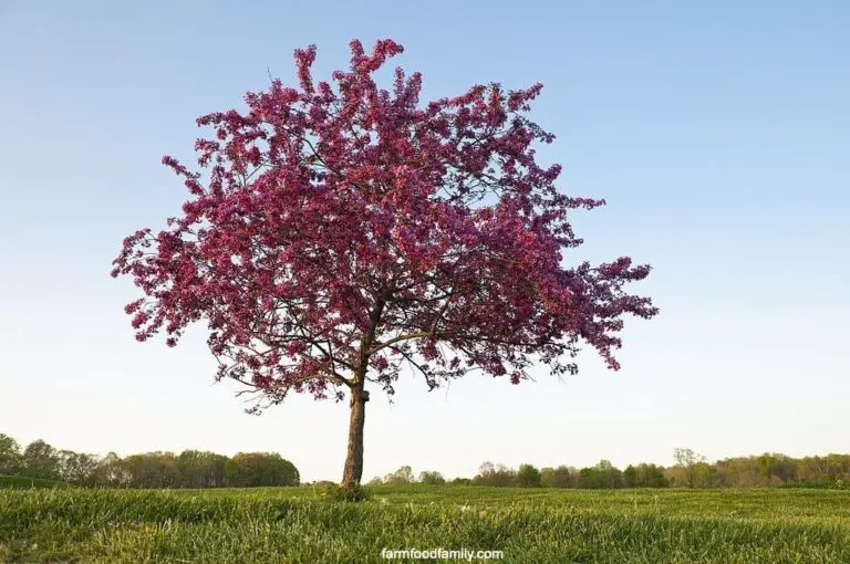 A Comprehensive Guide To All Things Crabapple Trees