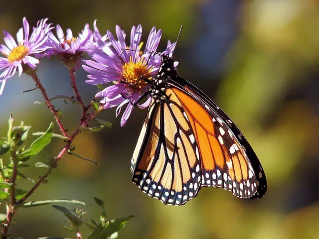 Monarch butterfly meaning