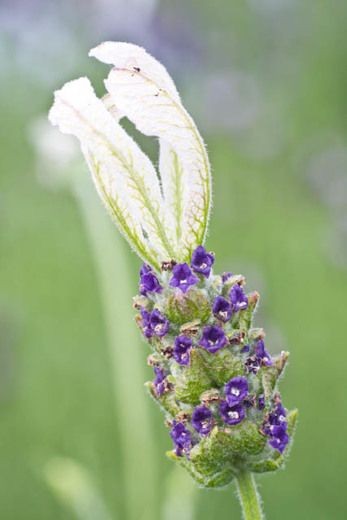 Ballerina (Lavandula Stoechas ‘Ballerina’)