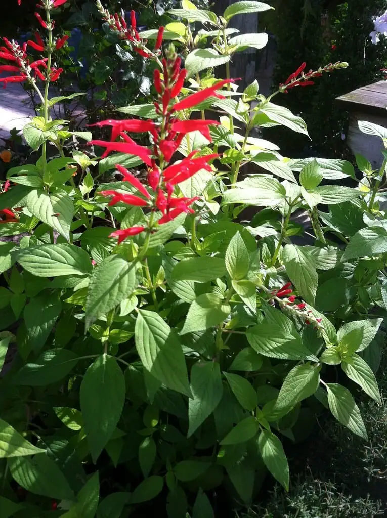 Pineapple sage (Salvia elegans)