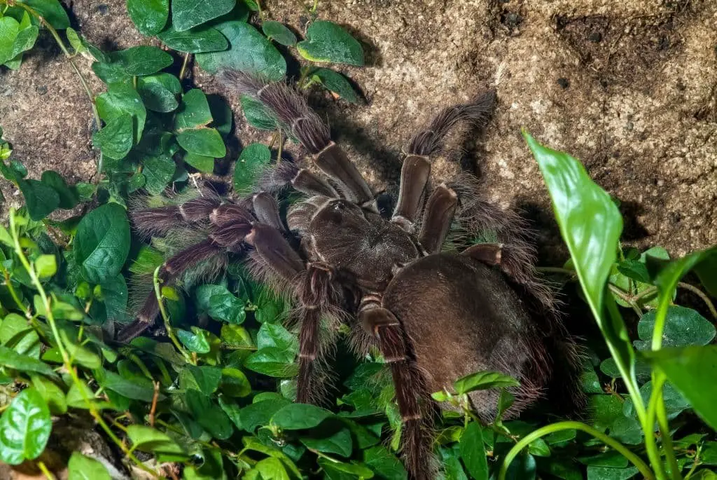 Goliath Birdeater Spiders (Theraphosa blondi)