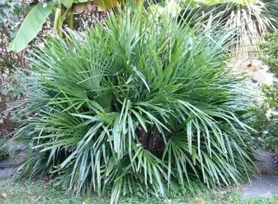 Needle palm (Rhapidophyllum hystrix).