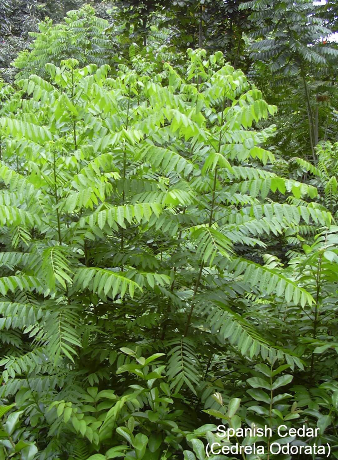 Spanish Cedar (Cedrela Odorata)