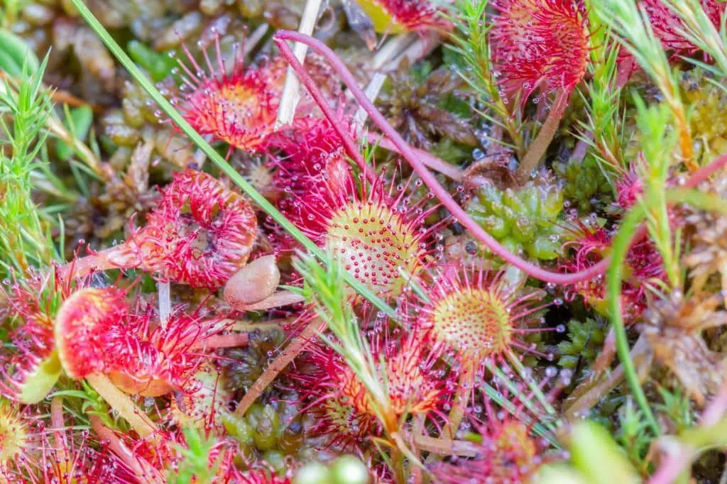 Sundews (Drosera spp.)