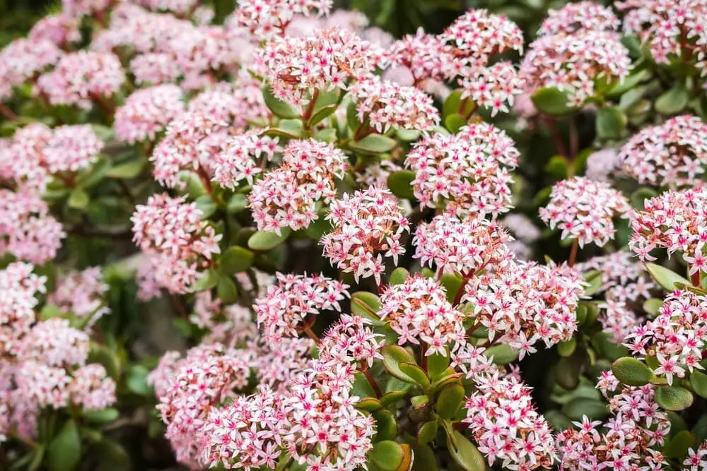 Crassula Ovata Botany Bay (Lucky Jade)