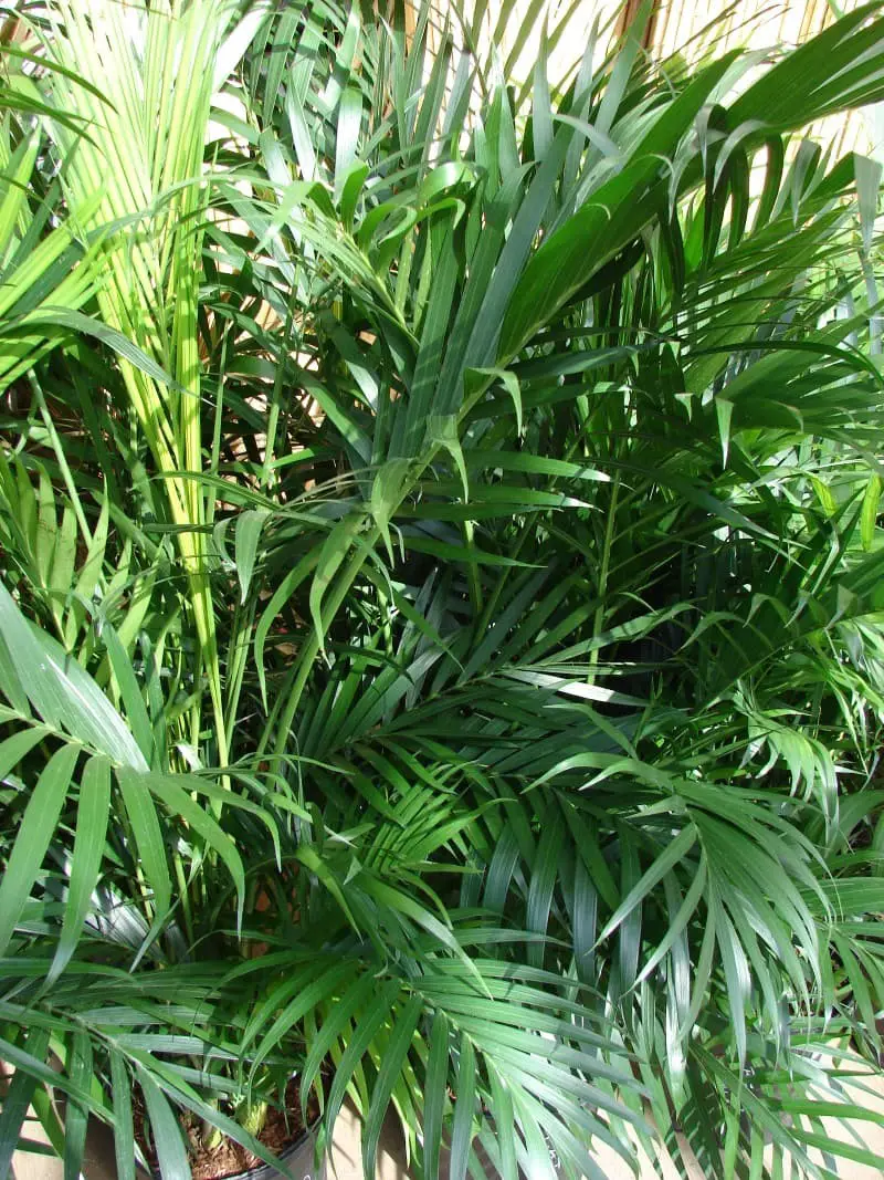 Cat Palm (Chamaedorea cataractarum).