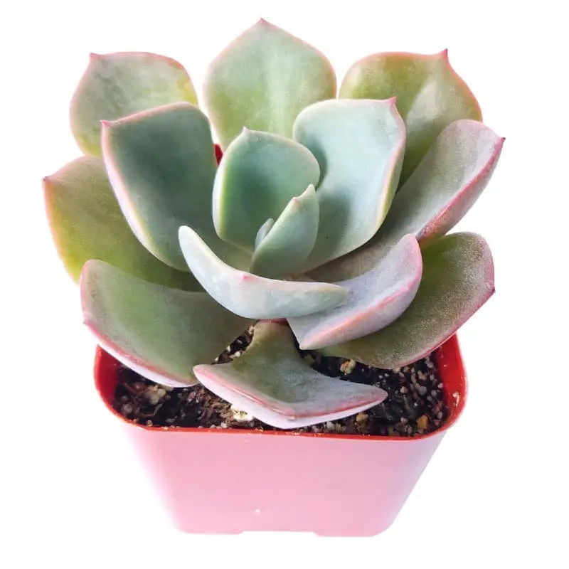 Echeveria ‘Dusty Rose’.