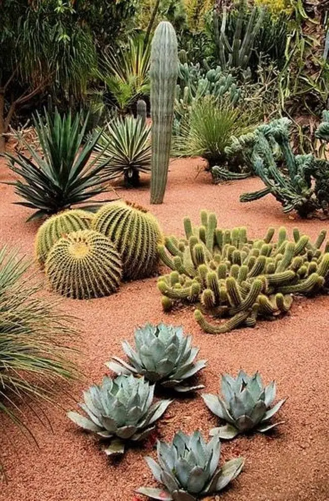 More desert landscaping ideas