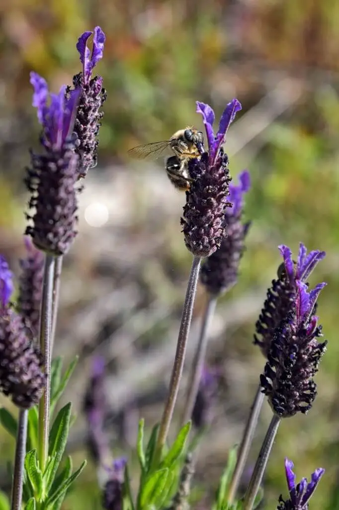 Fathead (Lavandula Stoechas ‘Fathead’)