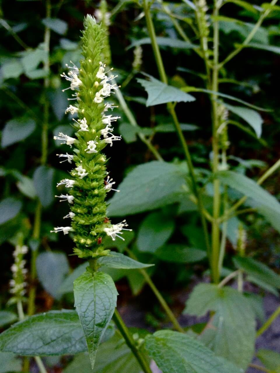 Favorite Agastache Blooms in Almost Any Color