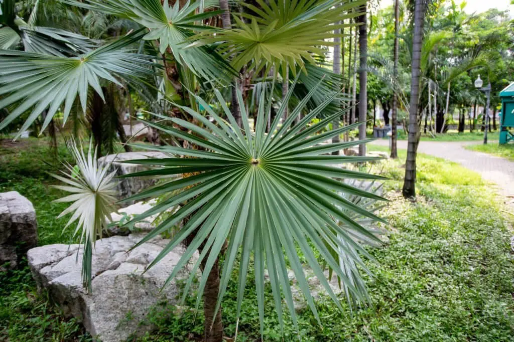 Sabal Palm (Sabal palmetto).