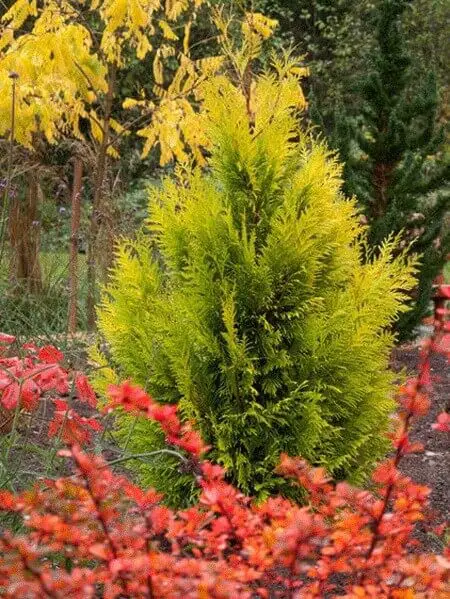 Forever Goldy Arborvitae (Thuja plicata ‘4EVER’)