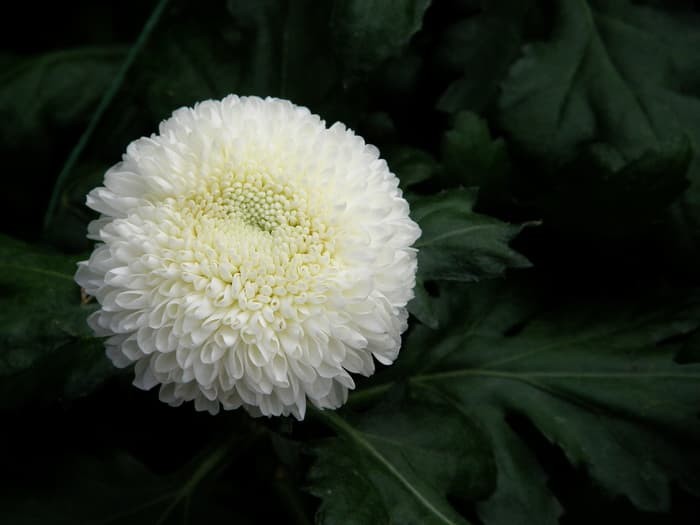 ‘Moonbeam’ Pompon Mum (Chrysanthemum x morifolium ‘Moonbeam’).