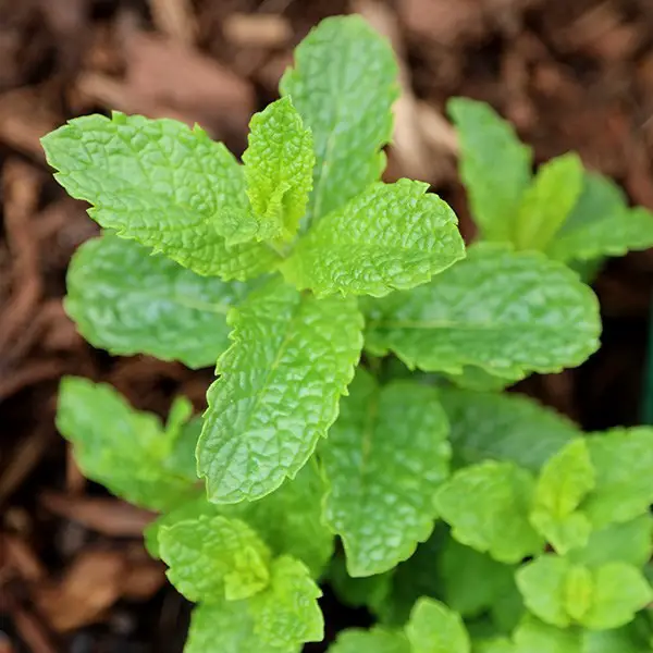 Moroccan Mint, Mentha spicata var. crispa