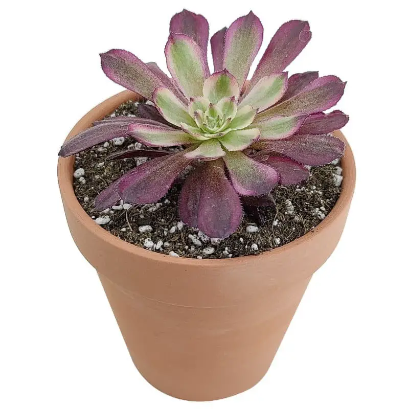 Aeonium Mardi Gras.