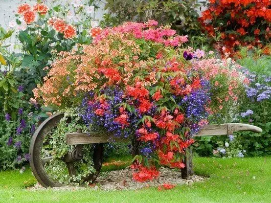 Wooden wheelbarrow overflowing with flourishing blushes