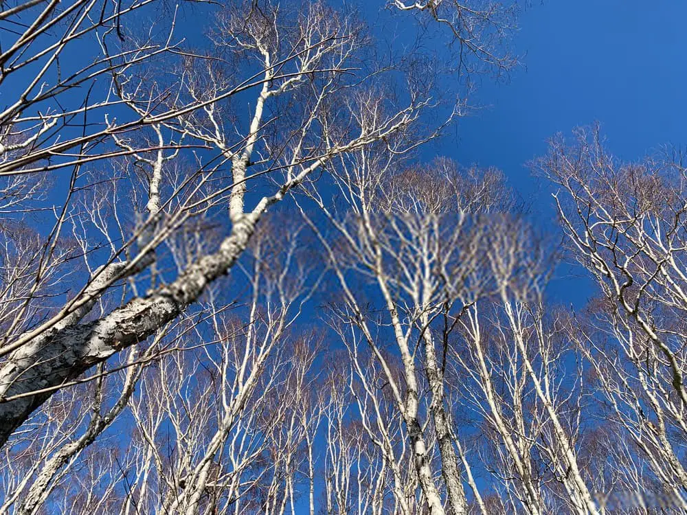 Japanese White Birch (Betula platyphylla ‘Japanica’)