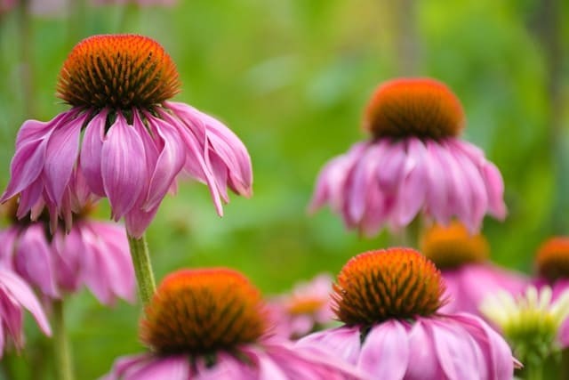 Coneflower