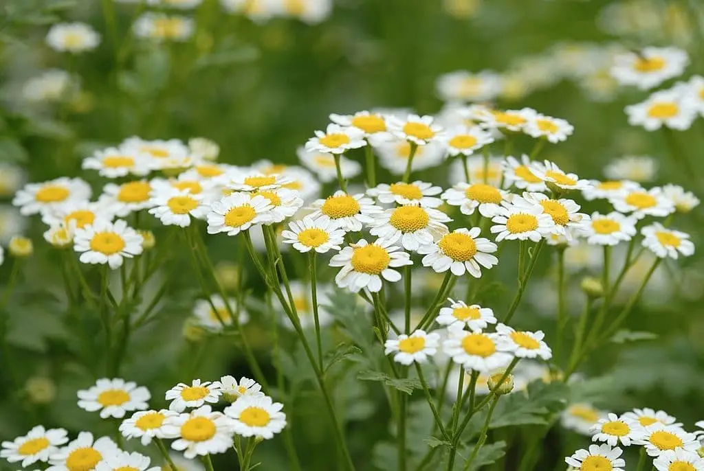 Chamomile