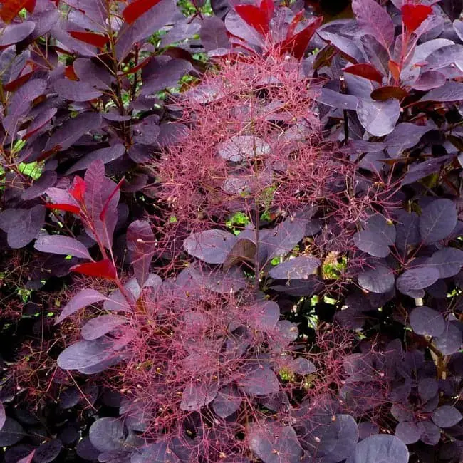 Royal Purple Smoke Tree (Cotinus coggygria ‘Royal Purple’).