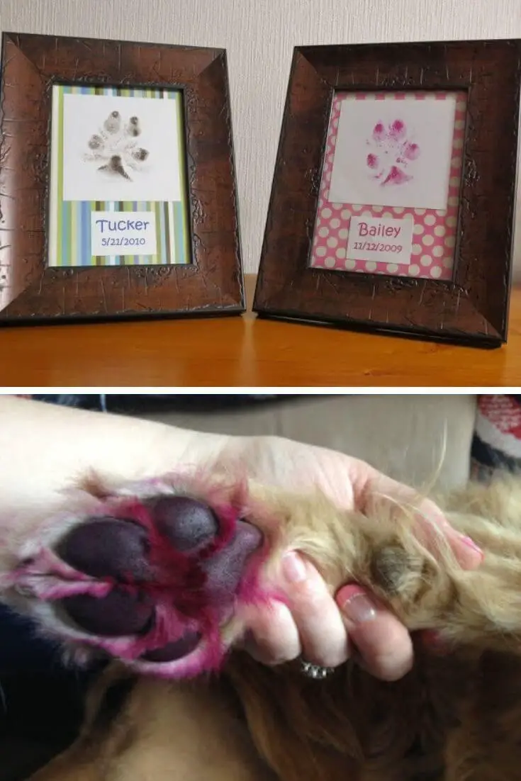 Framed paw print