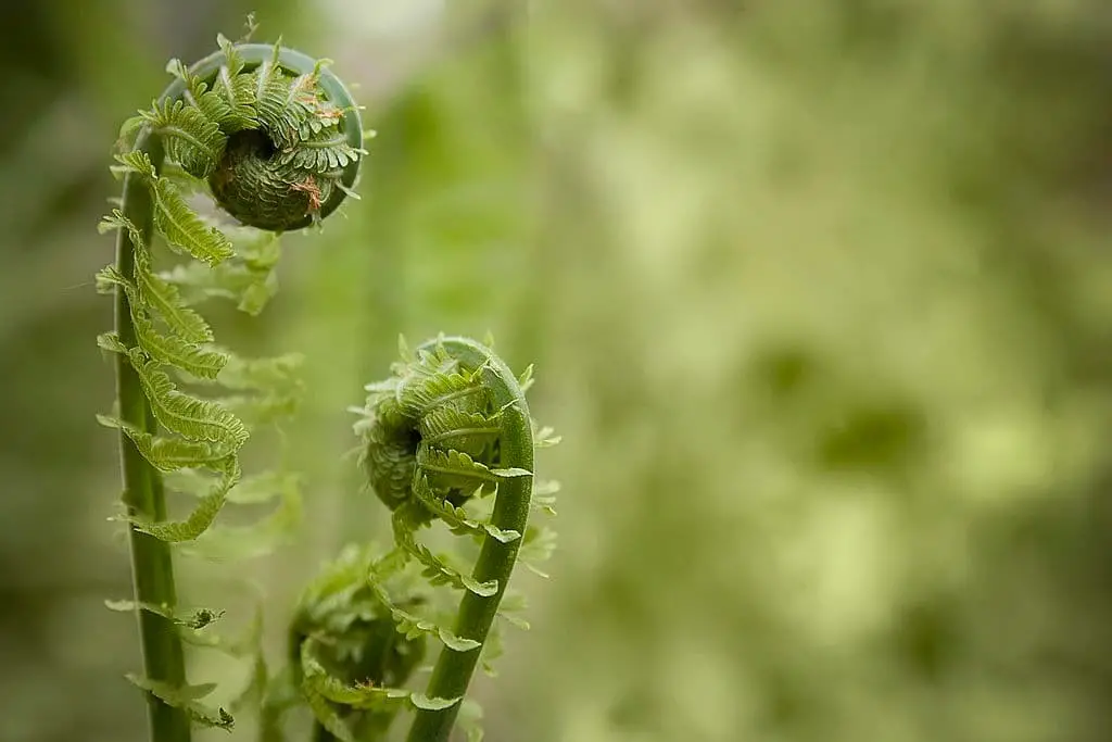 Fiddlehead fern